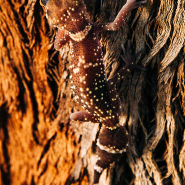 20251106 6721 Talia Station South Australia 398